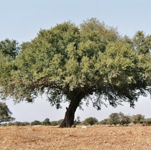 argan-olie-træ